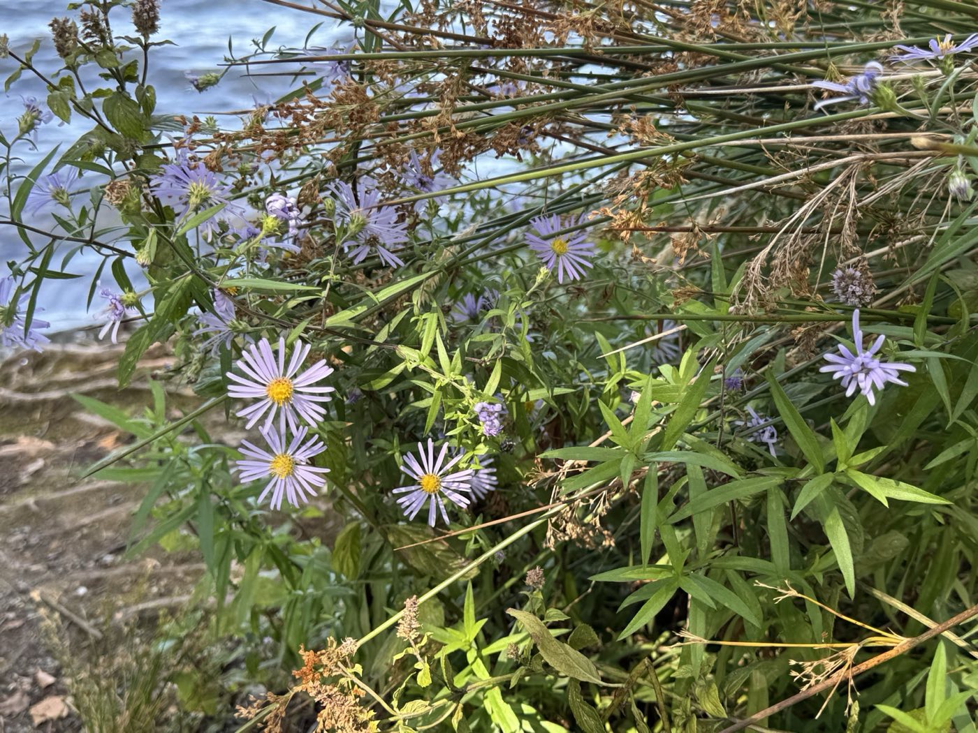 Pale purple asters blooming among grasses at the edge of Green Lake