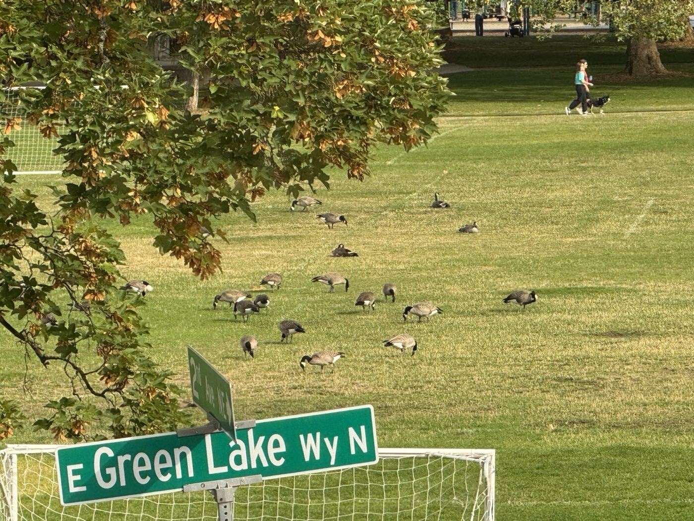 Canada geese grazing on the Green Lake playfields beside the East Green Lake Way N street sign